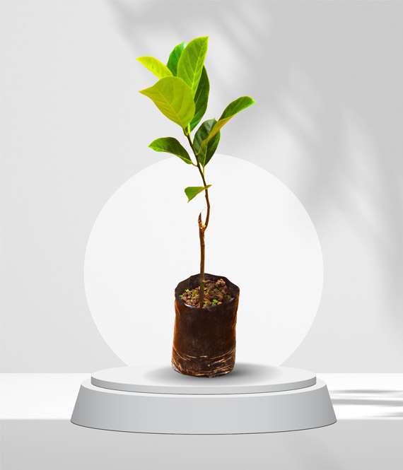 Yellow Rudrakshi Jackfruit Plant