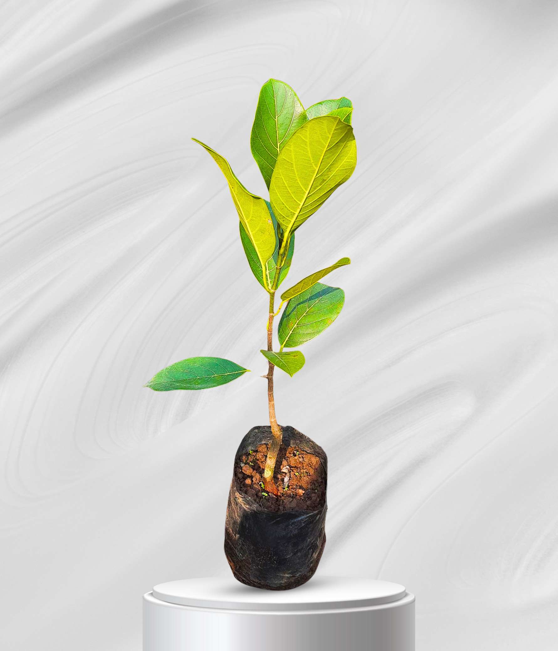 Mankalale Red Jackfruit Plant