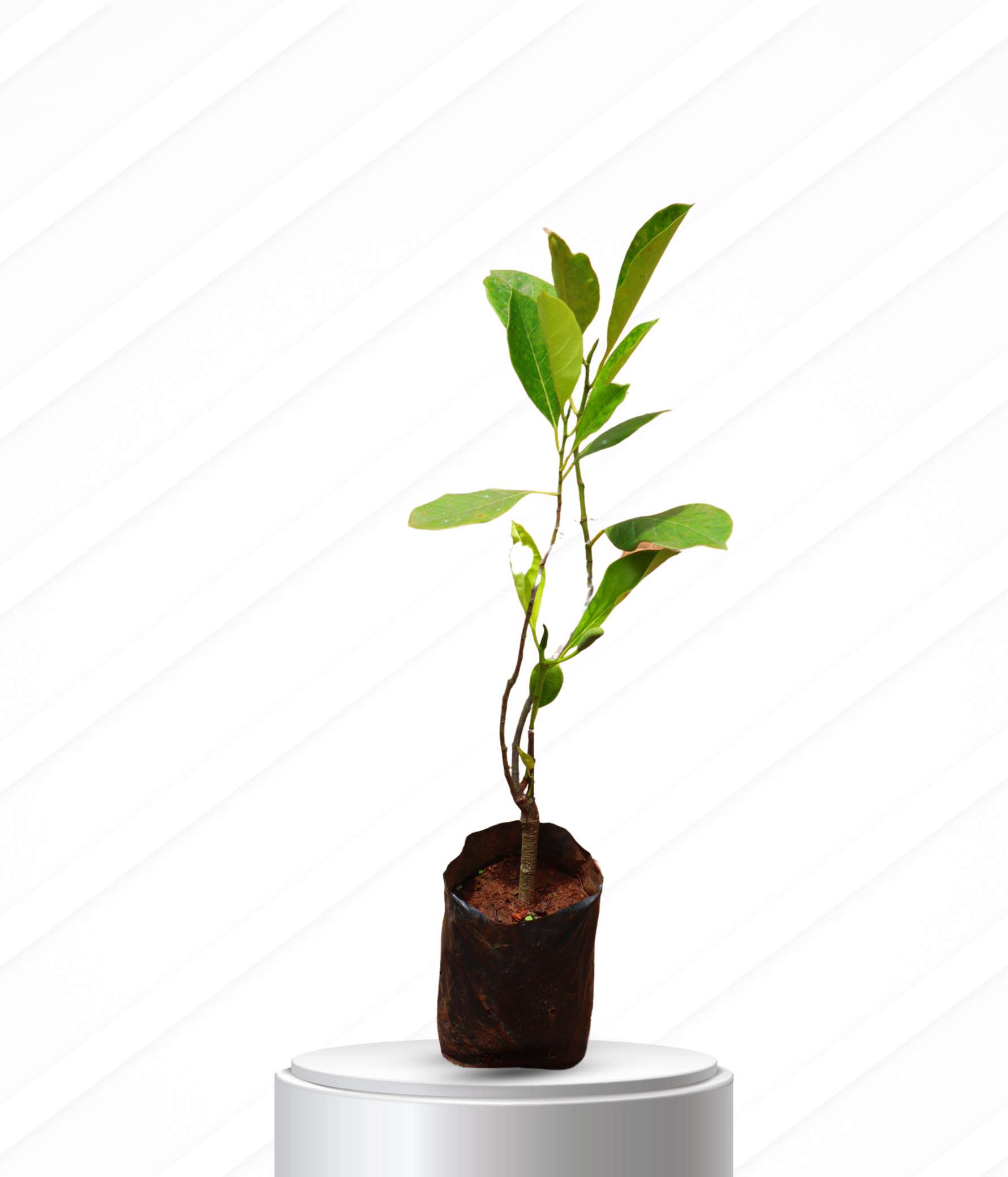 Prakashchandra Jackfruit