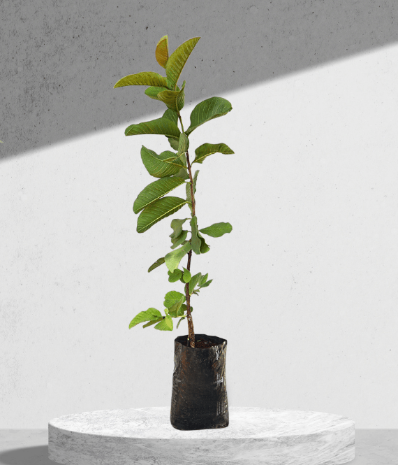 Red Diamond Japanese Guava