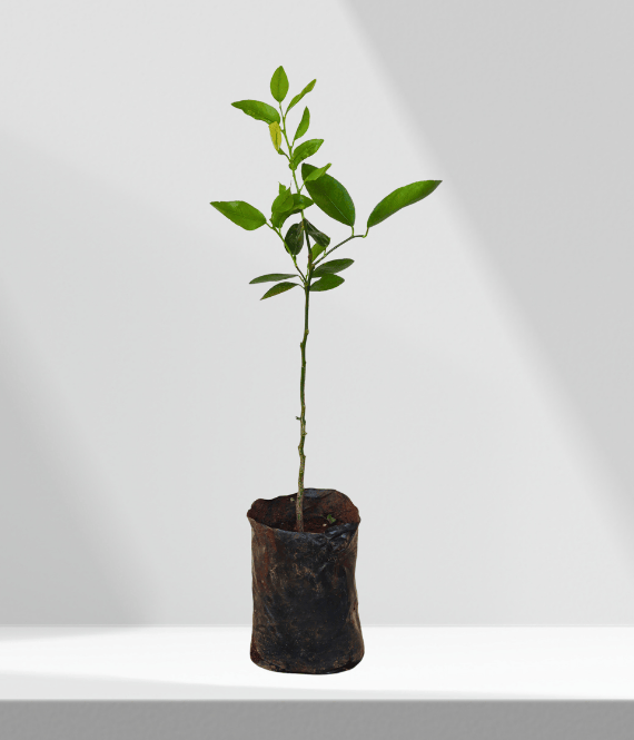 Seedless Lemon Plant