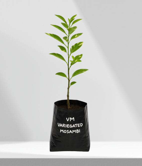 Variegated Mosambi Plant